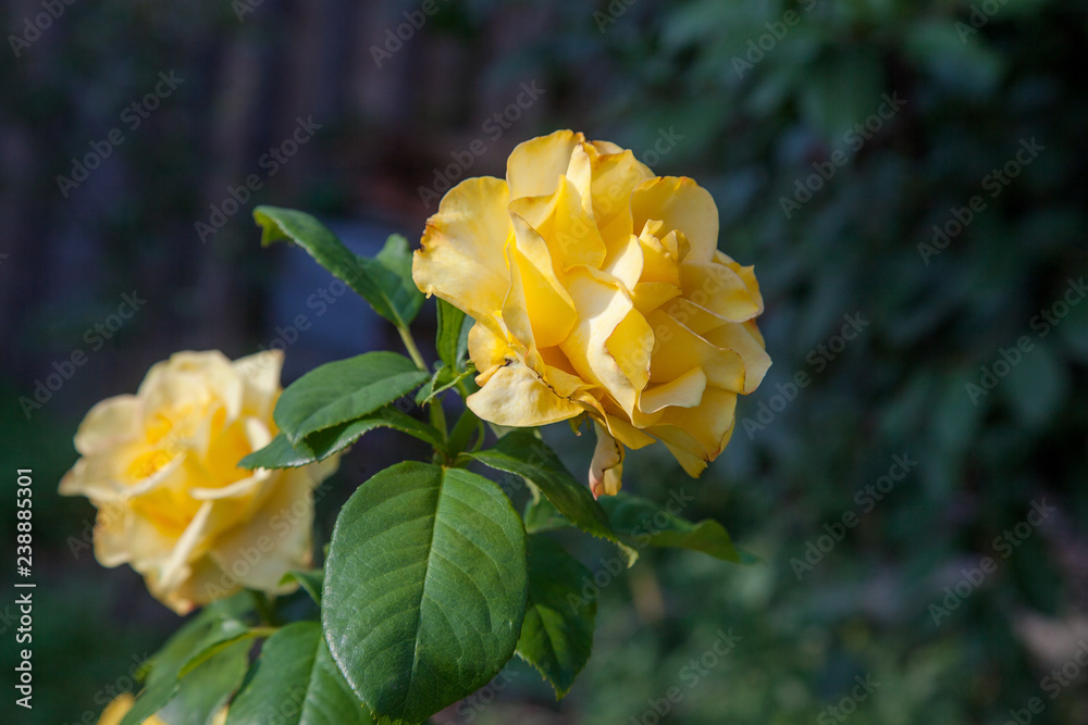 Obraz premium Beautiful yellow rose growing in the garden.