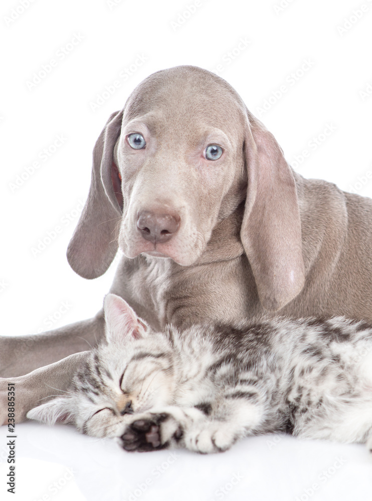 Weimaraner puppy lying with tabby kitten and looking at camera. isolated on white background