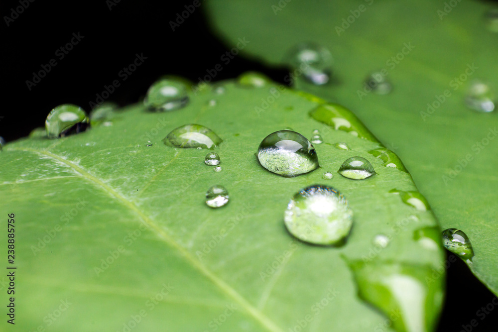 Green grass with water drops Green grass with water drops