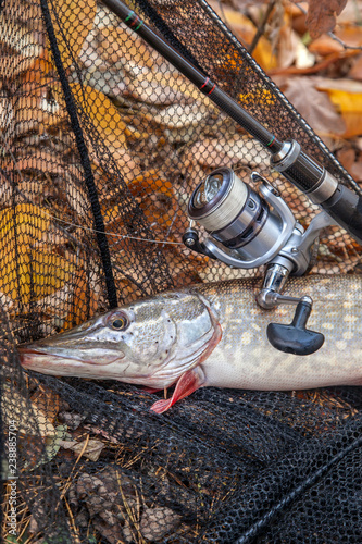 Freshwater pike fish. Freshwater pike fish, fishing rod with reel and black landing net as background ..