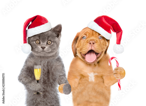 Funny pets in red christmas hats with glass of champagne and candy cane. isolated on white background © Ermolaev Alexandr