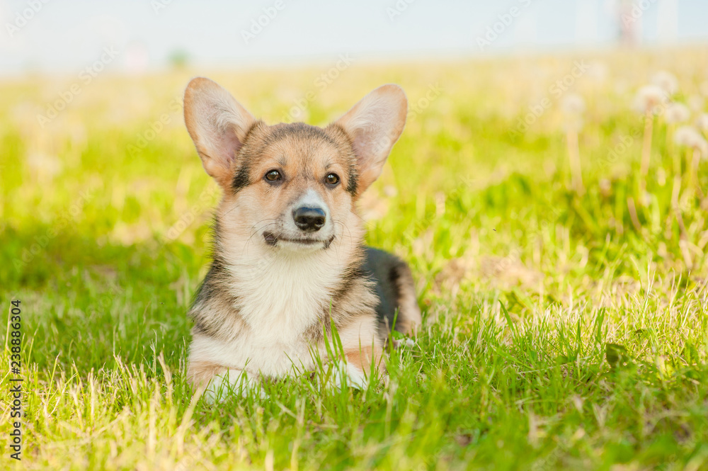 Portrait of a Corgi puppy on summer grass. Empty space for text Portrait of a Corgi puppy on summer grass. Empty space for text