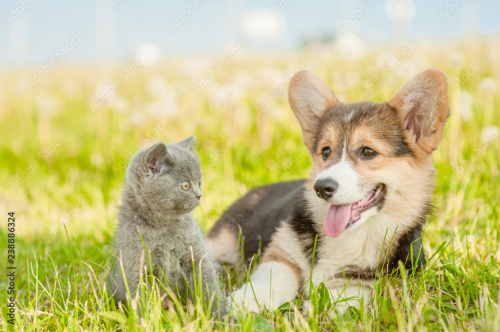 Pembroke Welsh Corgi puppy lying with kitten on a summer grass Pembroke Welsh Corgi puppy lying with kitten on a summer grass