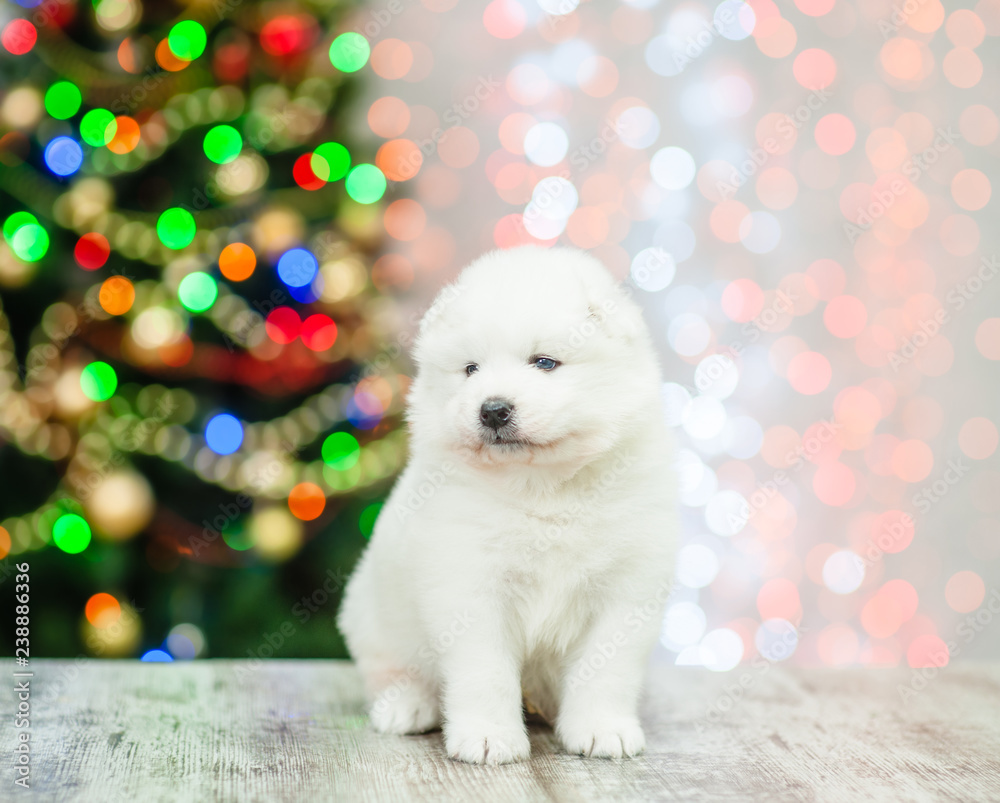 White samoyed puppy sitting with Christmas tree on background and looking away
