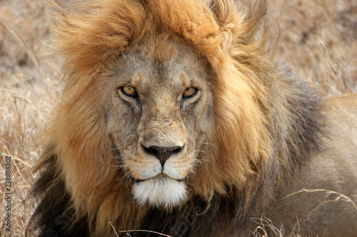 a male lion resting in the Serengeti  Tanzania 