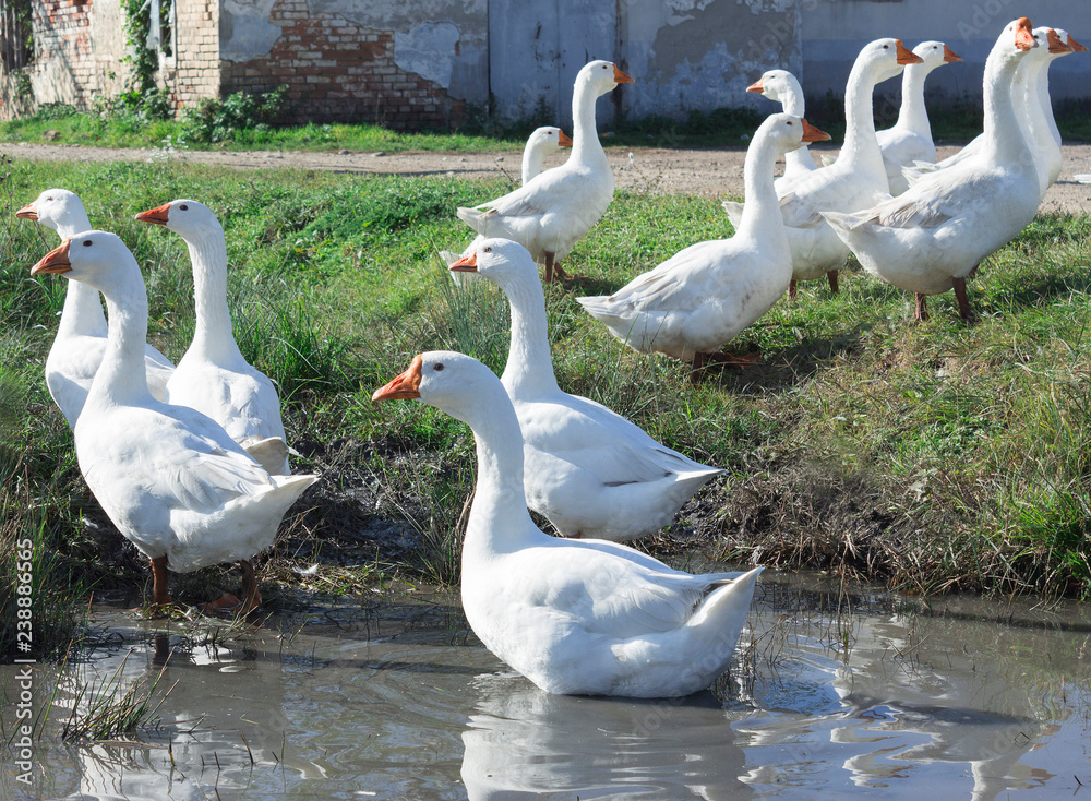 Obraz premium Rural landscape. White geese family for a walk. Birds swim in the pond and walk on the green grass against the backdrop of a strictly rustic brick house.