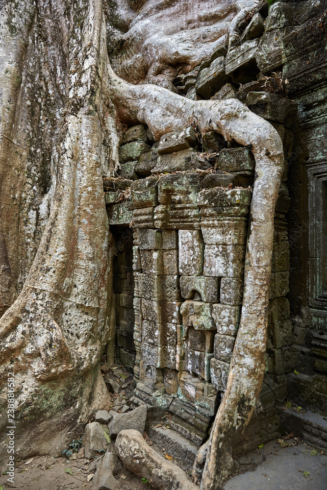 Naklejka premium Ta Prohm historic site in Cambodia.