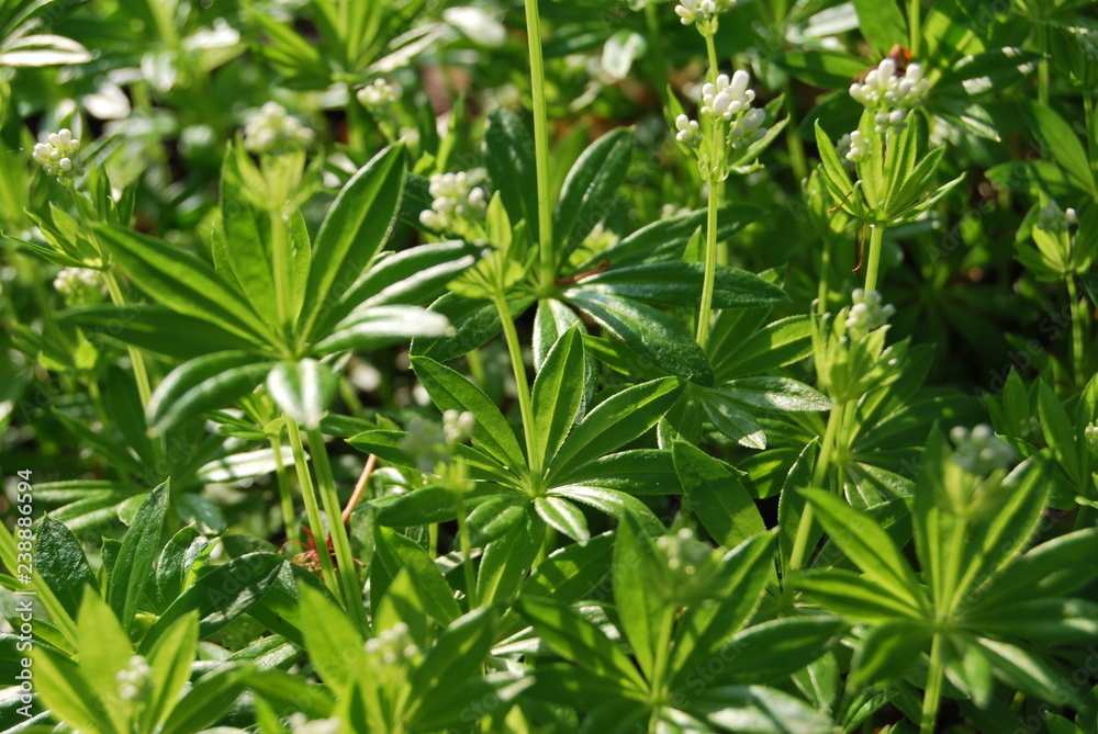 Waldmeister/Wohlriechendes Labkraut (Galium odoratum) Waldmeister/Wohlriechendes Labkraut (Galium odoratum)