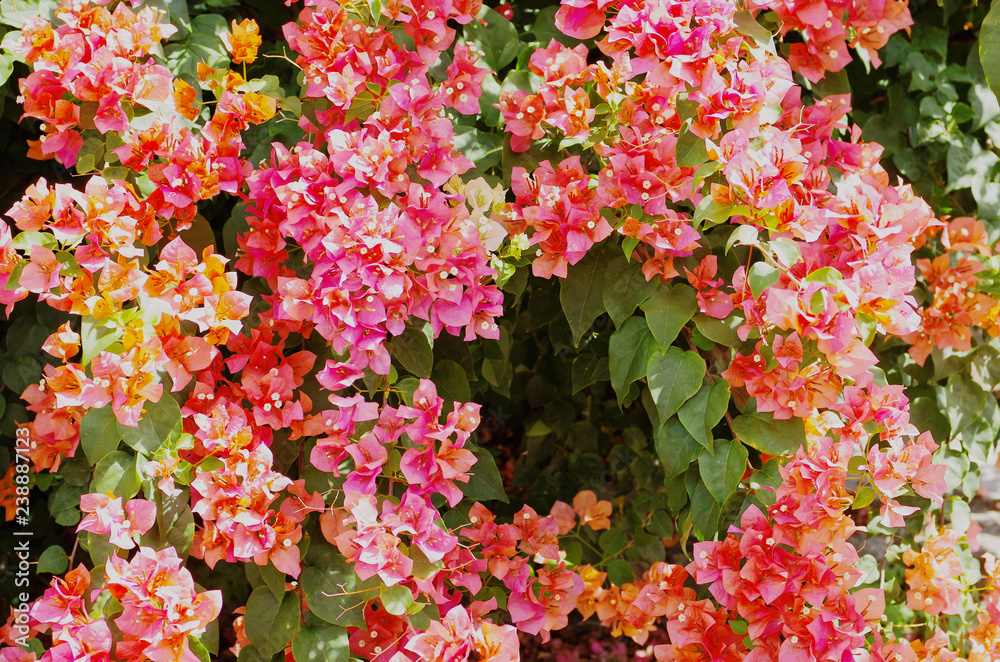Naklejka premium Blooming paperflower ,lesser bougainvillea (Bougainvillea glabra) is climbing shrub with thorny stems ,tiny white flower appear in clusters surrounded by colorful papery bracts use as ornamental plant