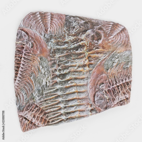 Realistic 3D Render of Trilobite Fossil photo