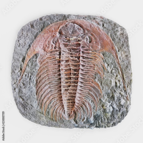Realistic 3D Render of Trilobite Fossil