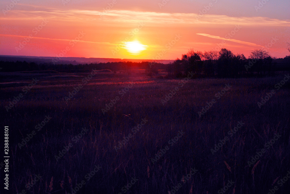Beautiful sunset, purple-pink sky with golden sun, black trees silhouettes on horizon Beautiful sunset, purple-pink sky with golden sun, black trees silhouettes on horizon