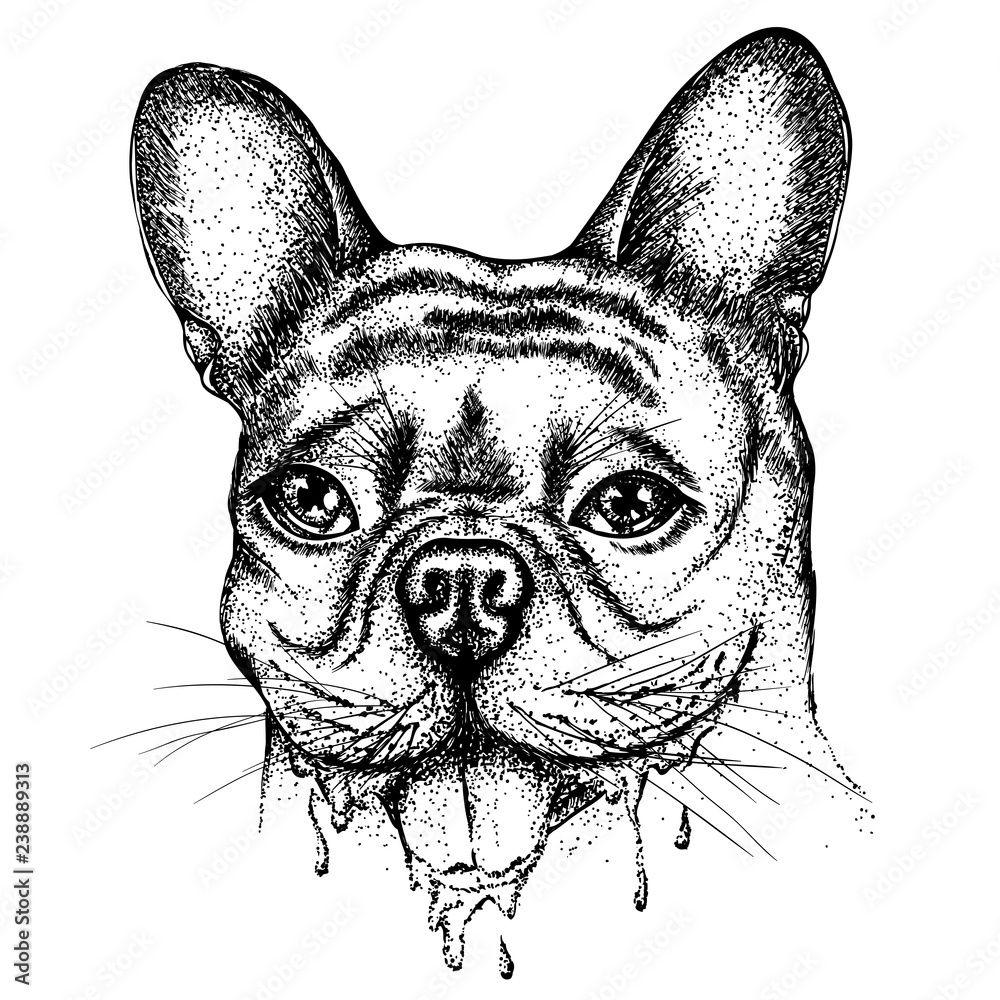 Portrait of a bulldog with dripping drool. Vector hand drawn
