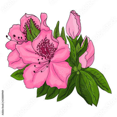 Bright pink azalea flowers with green foliage and unopened buds on a white background. Vector illustration. 