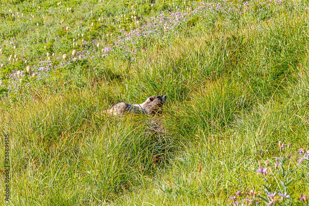 alpine meadow grasses with a large marmot alpine meadow grasses with a large marmot