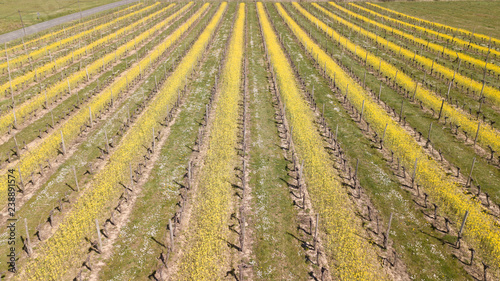Aerial view of square of vines in early spring  filmed by drone  Bordeaux Vineyard  France