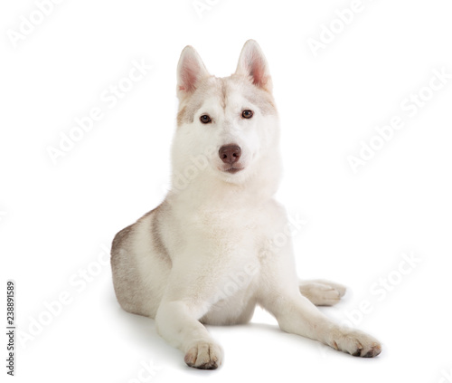 gorgeous siberian husky sitting on the floor and looking at came