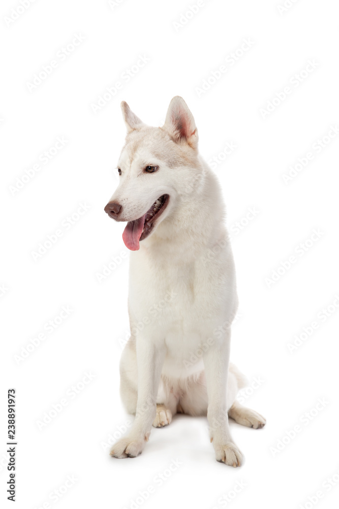gorgeous siberian husky sitting with tongue sticking out