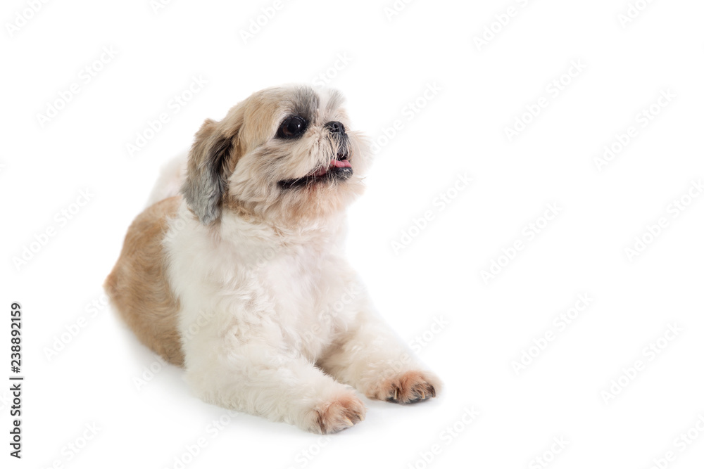 cute shih tzu dog with tongue sticking out sitting on the floor cute shih tzu dog with tongue sticking out sitting on the floor