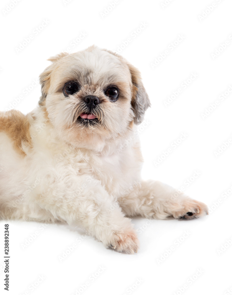 cute shih tzu dog with tongue sticking out sitting on the floor cute shih tzu dog with tongue sticking out sitting on the floor