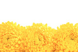 Three yellow chrysanthemum flowers isolated on white. Symbol of power, weath. Top view.