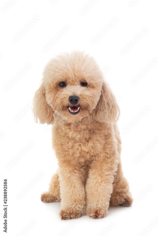 cute curly-haired poodle looking at camera
