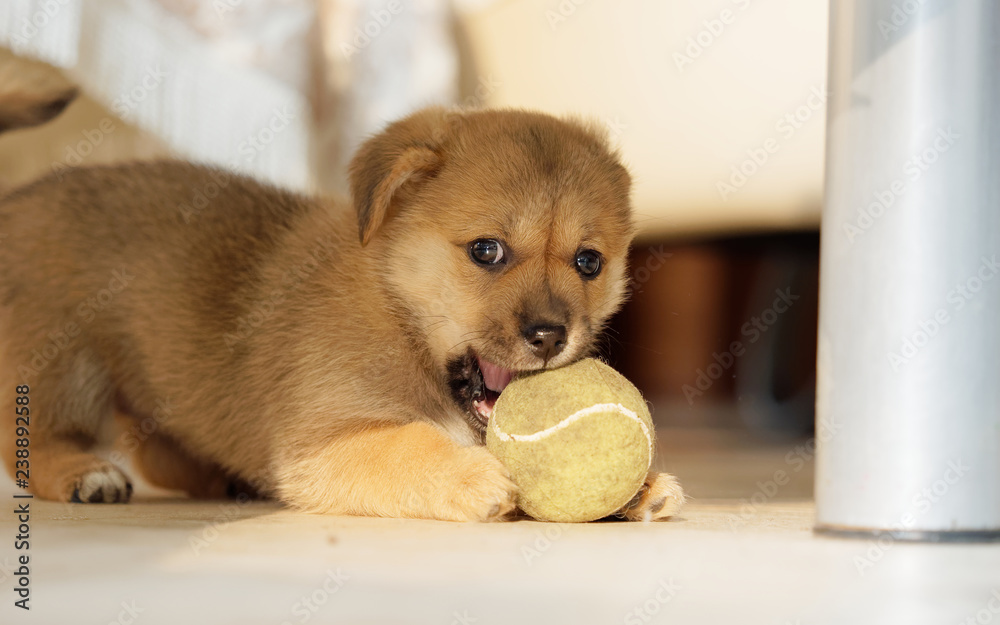 Adorable brown puppy dog play tennis ball under table, bit it by teeth.  Stock Photo | Adobe Stock