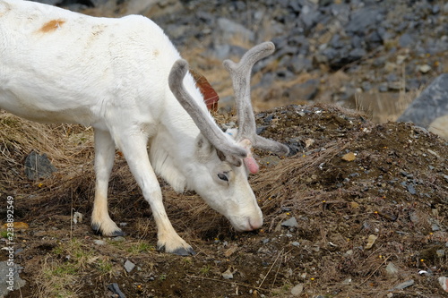 Single white reindeer feeding