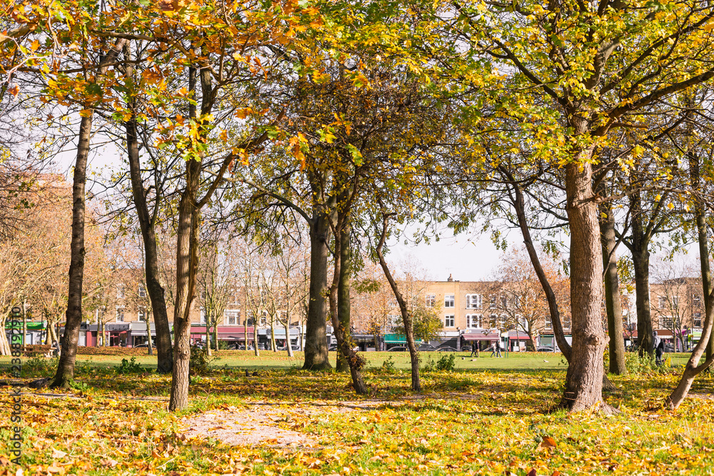 Trees in autumn Trees in autumn