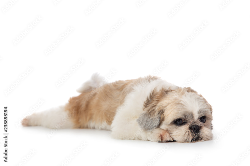 cute lazy shih tzu dog lying on the floor