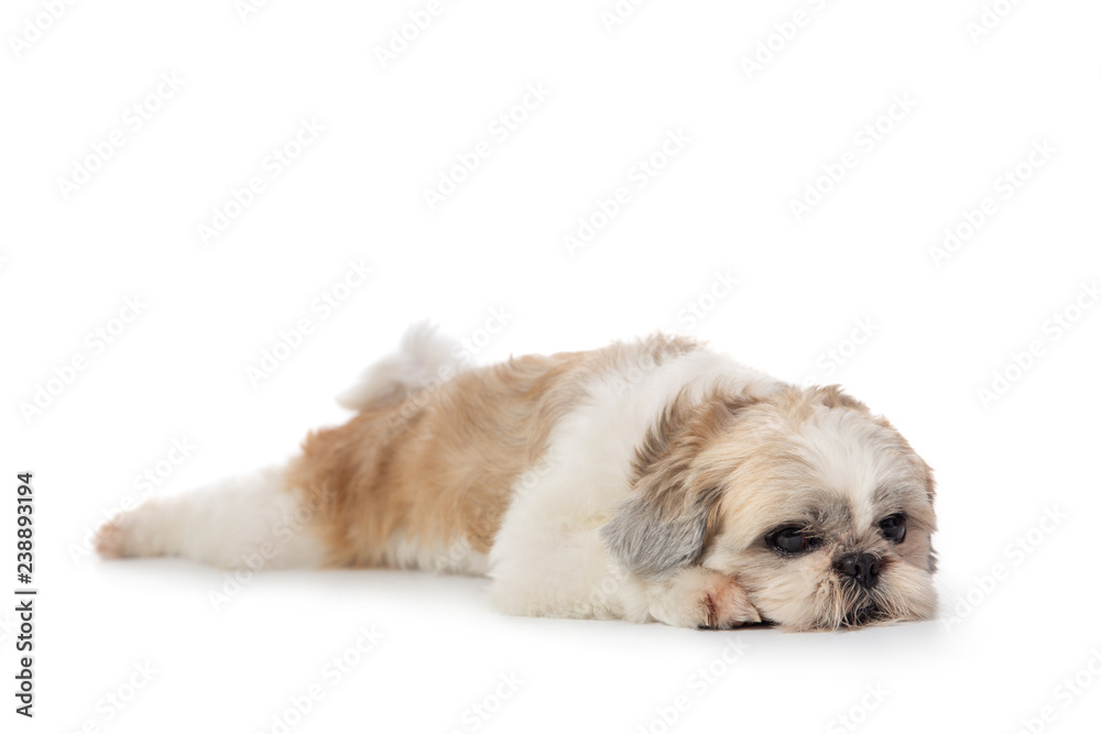 cute lazy shih tzu dog lying on the floor cute lazy shih tzu dog lying on the floor