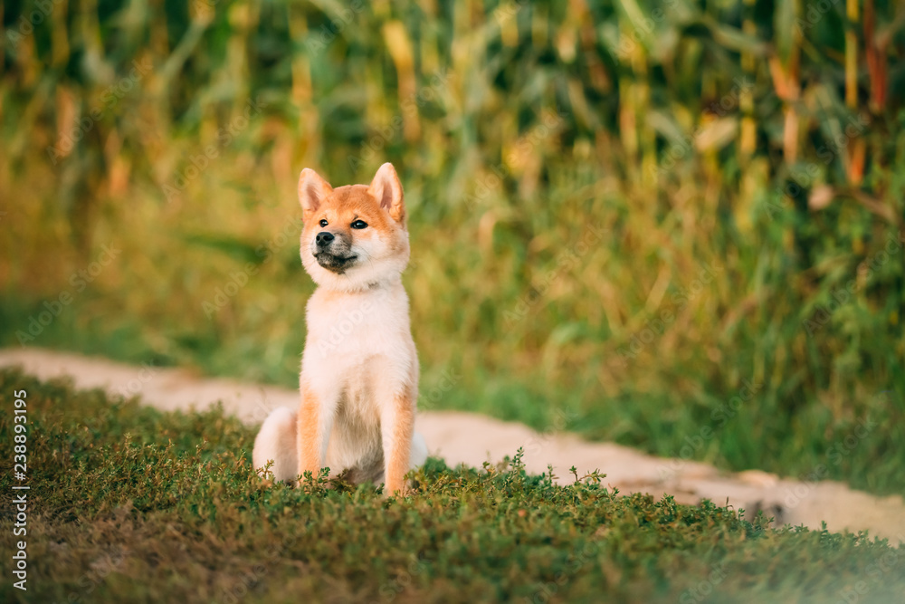 Young Red Shiba Inu Puppy Dog Sitting Outdoor In Road Through Co