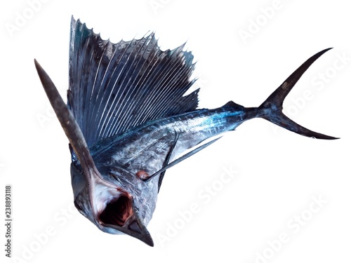 Marlin fish isolated on white background 