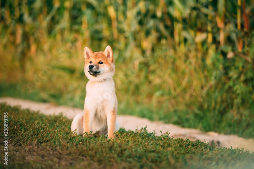 Young Red Shiba Inu Puppy Dog Sitting Outdoor In Road Through Co