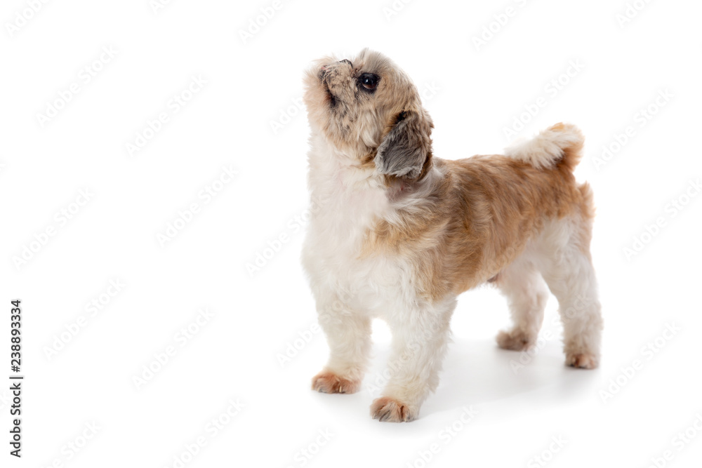 Fototapeta premium cute little shih tzu dog looking above