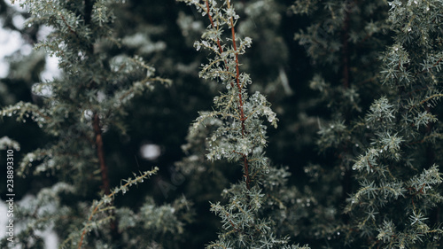 Raindrops on a tree. Processed with VSCO with c8 preset. © Людмила Таможенко