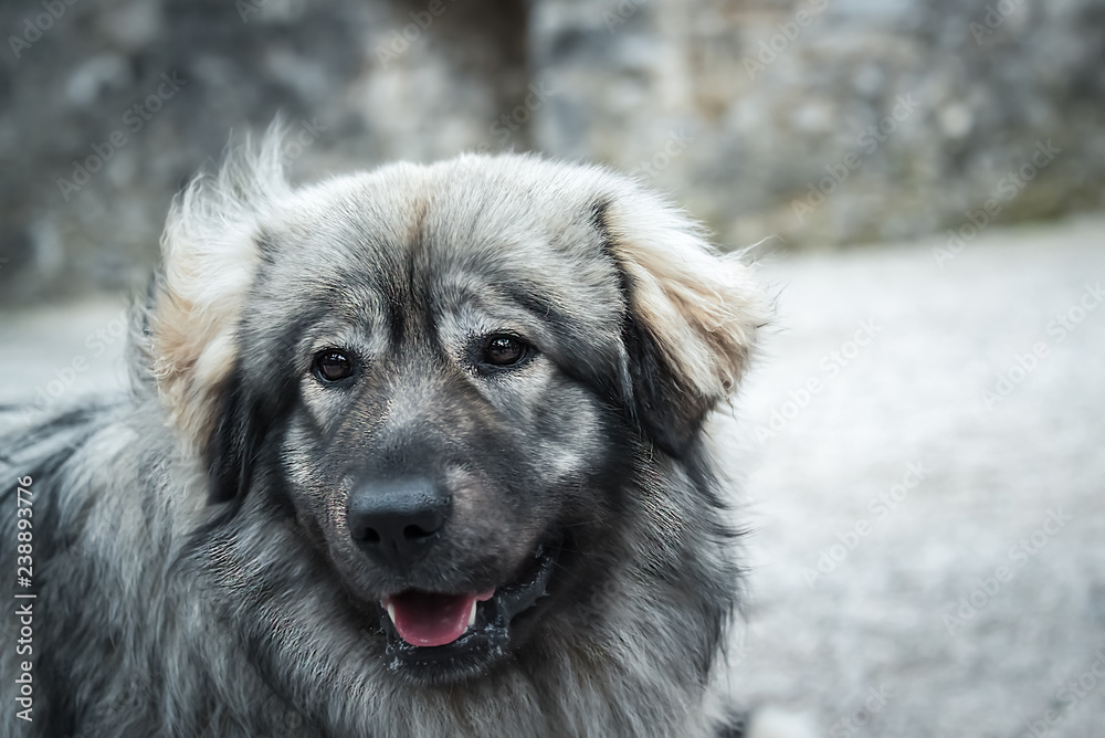 Close Up of a Beautiful Karst Dog Close Up of a Beautiful Karst Dog