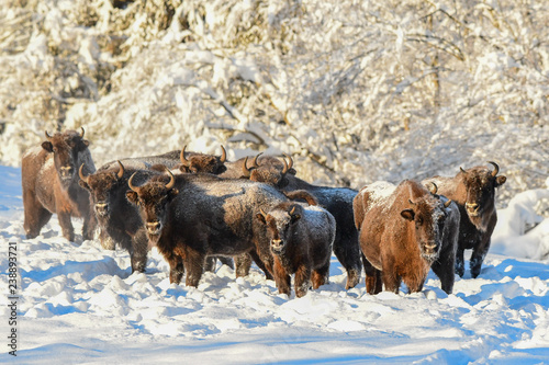 Fototapeta Naklejka Na Ścianę i Meble -  Wisents (Bison bonasus) in the meadow. Winter in Bieszczady Mountains. Poland.
