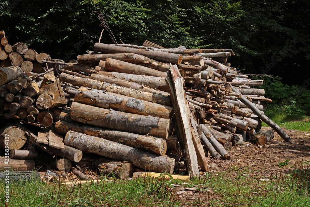 Pile stack of wood logs in forest deforestation logging