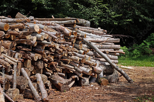 Pile stack of wood logs in forest deforestation logging