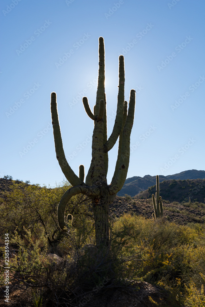 Southwestern desert scene with Saguaro cactus and arid landscape in Skull Valley, near Prescott, Arizona