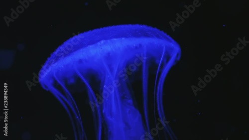 Slow motion shot of a sanderia malayensis, amakusa jellyfish moving through dark sea water in blue artificial lighting. photo