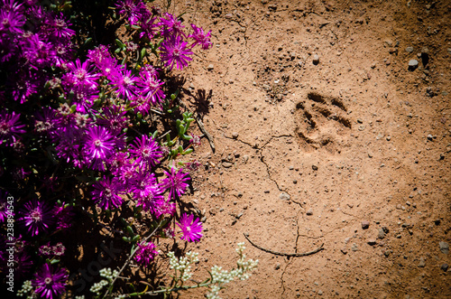 predator footprint and flowers