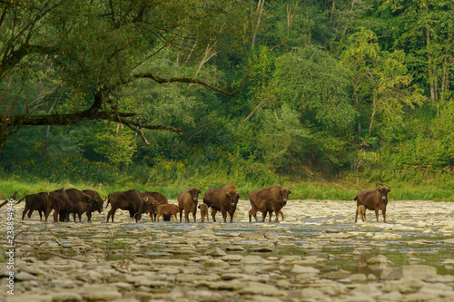 Fototapeta Naklejka Na Ścianę i Meble -  Wisents (Bison bonasus) in the San river. Bieszczady Mountains. Poland.