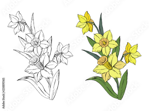 Fototapeta Naklejka Na Ścianę i Meble -  Set of different flowers bouquet yellow narcissus, colored and monochrome, isolated on white background, vector hand-drawn illustration