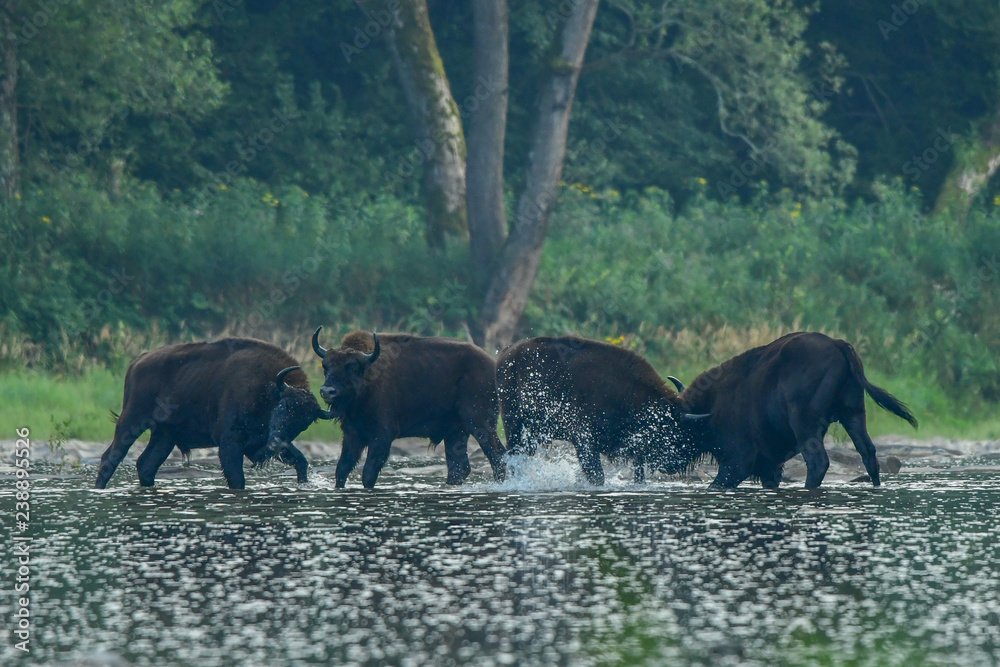 Fototapeta premium Wisents (Bison bonasus) in the San river. Bieszczady Mountains. Poland.