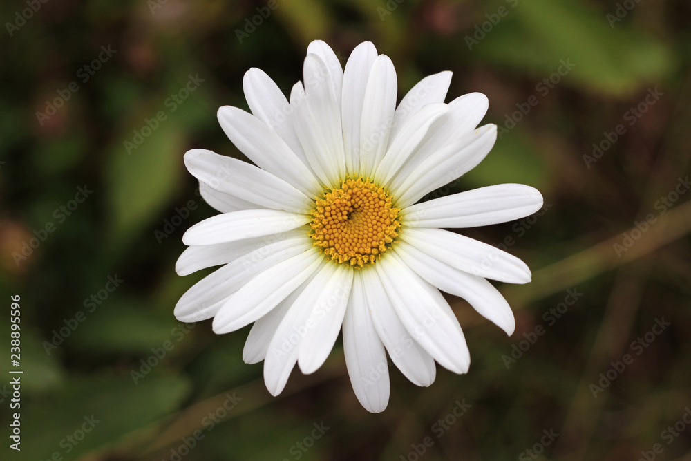 Ox-eye oxeye daisy flower leucanthemum vulgare close up with wild wildflower Ox-eye oxeye daisy flower leucanthemum vulgare close up with wild wildflower