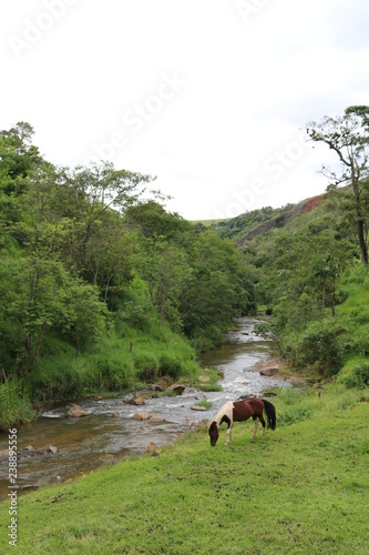 Horse and the river photo
