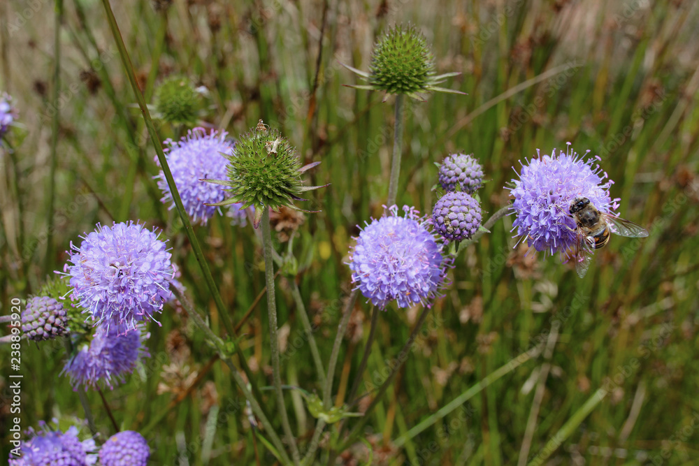 Jasione montana sheep's bit blue daisy flower in bloom bumblebee meadow close up Jasione montana sheep's bit blue daisy flower in bloom bumblebee meadow close up