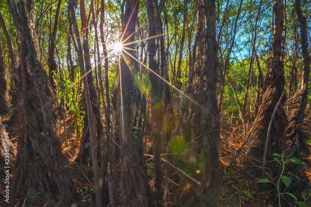Dried tree trunks are wrapped around brown ivy, rays of light from the sun. Forest on the island in the riverbed, Astrakhan. Dried tree trunks are wrapped around brown ivy, rays of light from the sun. Forest on the island in the riverbed, Astrakhan.